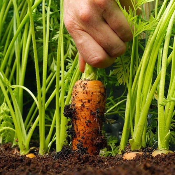 Gardeners' Choice Vegetable Soil 25/40 25kg Bags - Image 3