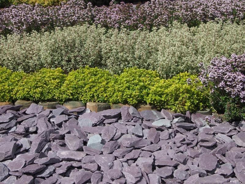 Plum Welsh Slate Chippings 40mm 25/50 20kg Bags - Image 5