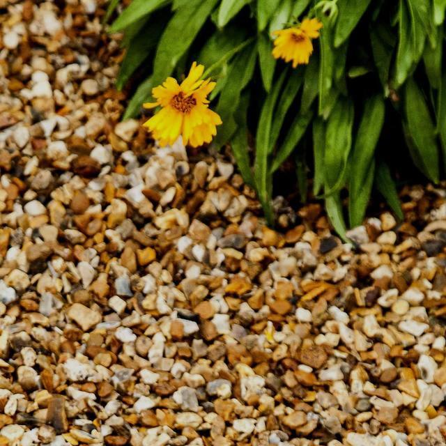 Sunshine Blend Gravel 6-10mm